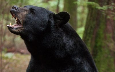 Running With Bears in BC