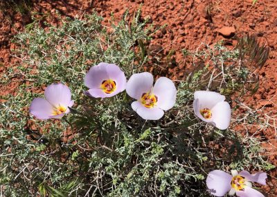 Sego Lillies are among the many desert flowers along the Grapevine Trail