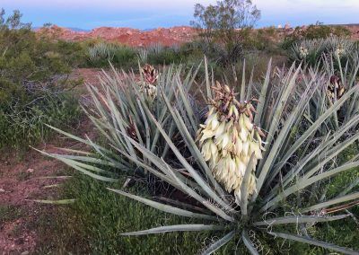 Highland Yucca flowering in Spring