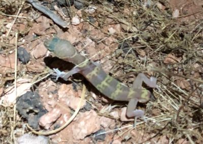 Day 6 - 14.1 Miles - Desert Gecko