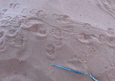 Gecko Prints in the sand on Braken's Loop Trail