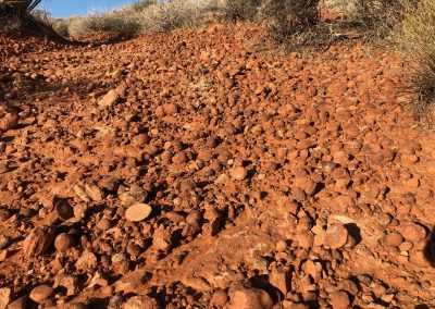 Lots of Indian Marbles on Braken's Loop