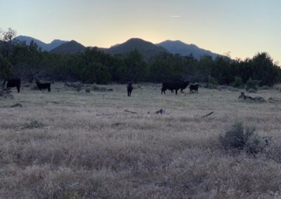 So many cows on the trail at Sunset